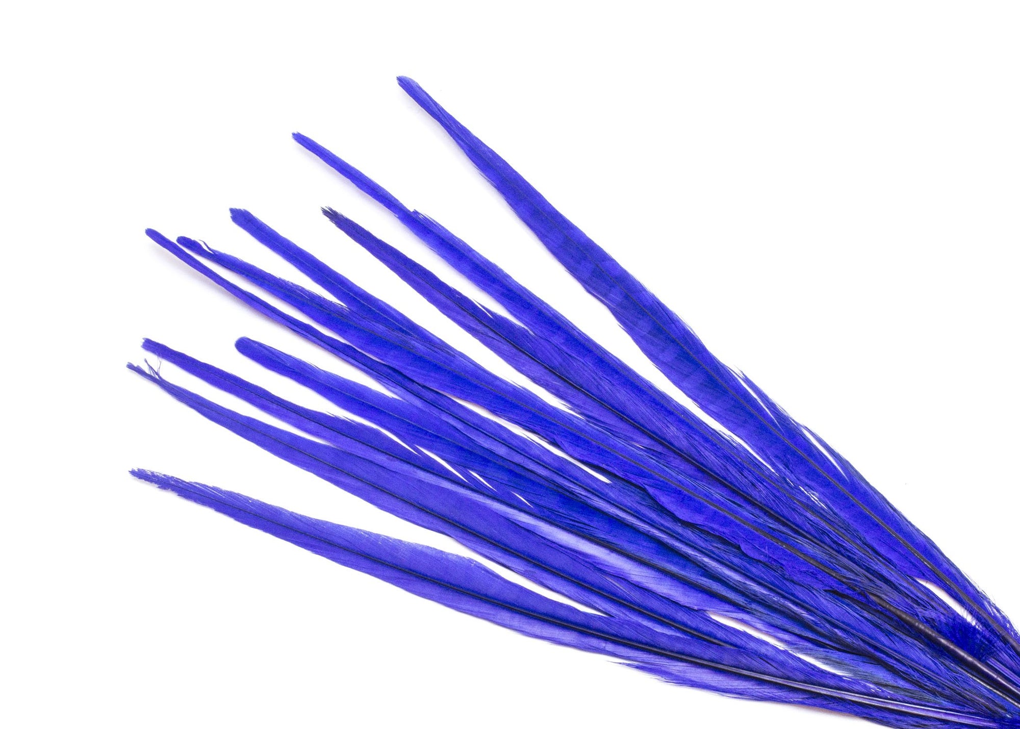 Ostrich Feathers - 16-18 Tail Feathers - Purple